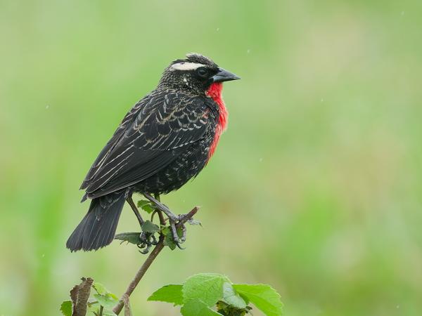Witbrauwsoldatenspreeuw (Leistes superciliaris)